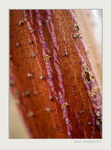 Acer barbinerve
