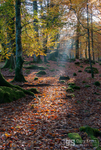 Autumn spotlight, Snowdonia