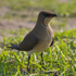 Collared Pratincole standing in some grass near a water hole