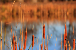 Autumn Cattails