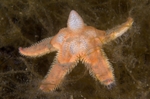 Astropecten irregularis