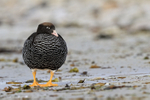 Kelp Goose (female) front view, Carcass Island, Falklands