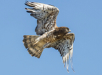 Short toed Snake Eagle.