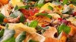 Autumn 1 Leaves_6667
