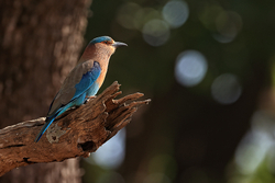Indian Roller, Bandhavgarh National Park, Madhya Pradesh, India