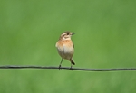 Whinchat