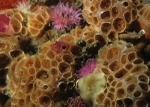 Hemimycale columella