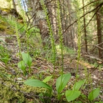 One-leaved bog orchid (Malaxis monophyllos) an inconspicuous species that has a wide distirbution in Europe