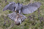 Goshawks portfolio