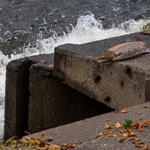 Leaping Salmon at Shrewsbury weir