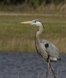 Great Blue Heron _0042