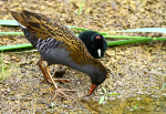 Water Rail adult and ckick