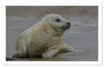 Seal Pup