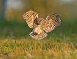 Little Owl - Athene noctua