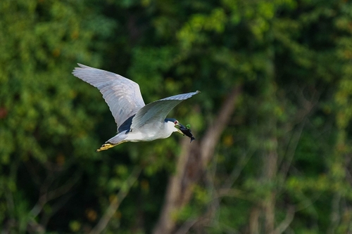 Many of these but not many caught in flight