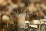 Epizoanthus couchii