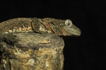 Mossy Gecko Profile