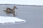 Northern Pintail portfolio