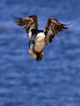 Imperial Shag slowing to land at colony, Carcass Island, Falklands