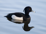 Tufted Duck