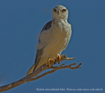 Black shouldered kite