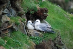 Fulmars
