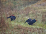 Black Grouse