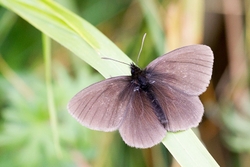 Yellow spotted Ringlet ssp manto