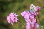 Common Blue (male) on Thrift, Morte Point, Devon, England