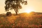 Poppy field near Hassop (2)