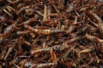 Roasted Grasshoppers - Bangkok, Thailand