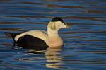 Eider
