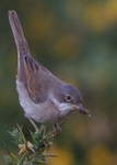 Whitethroat 2