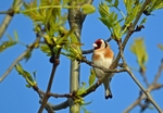 Goldfinch