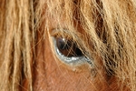 Sparkle in his eye's