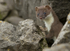 Stoat Kit. Conwy, ref st 9