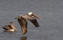  Pelicans _0017