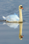 mute swan cygnus olar-5219