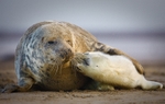 Grey Seal and Pup