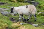 Kentmere-535