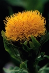 Centaurea Macrocephala