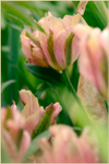 Tulipa 'Artist'
