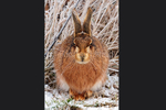 Brown Hare (Lepus europaeus)