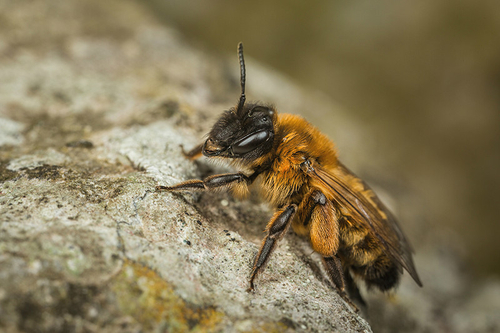 [i]Andrena nigroaenea[/i] female, Staffordshire garden, May 2016.