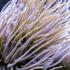 Snakelock Anemone