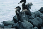 Flightless cormorant (Fernandina island)