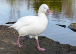Ross's Goose 1