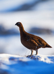 Winter Grouse