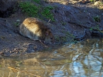 Brown Rat