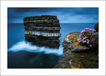 Sea Pinks Dun Briste -